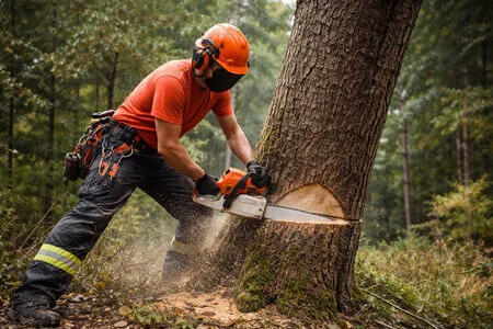 Tree Felling