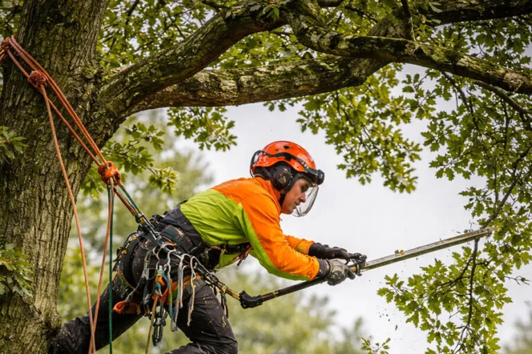 Why We Are Wigan’s Trusted Tree Specialists